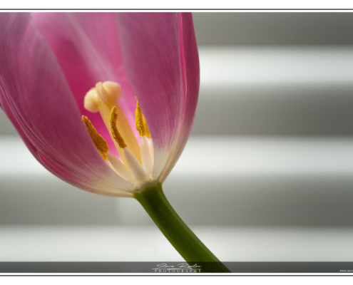 Corona Tulips