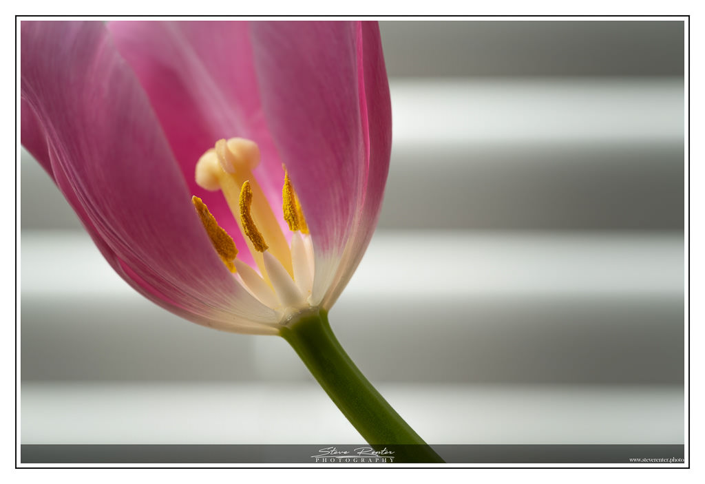 Corona Tulips