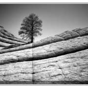 Lone Tree in White Pocket - Vermillion Cliffs