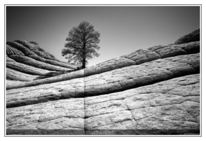 Lone Tree in White Pocket - Vermillion Cliffs