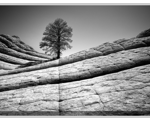 Lone Tree in White Pocket - Vermillion Cliffs