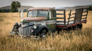 Out to Pasture